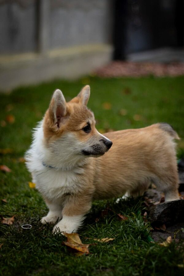 Hermes Welsh Corgi Hermes Welsh Corgi