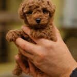 Hillary-female-Toy-Poodle-puppy-for-sale-1