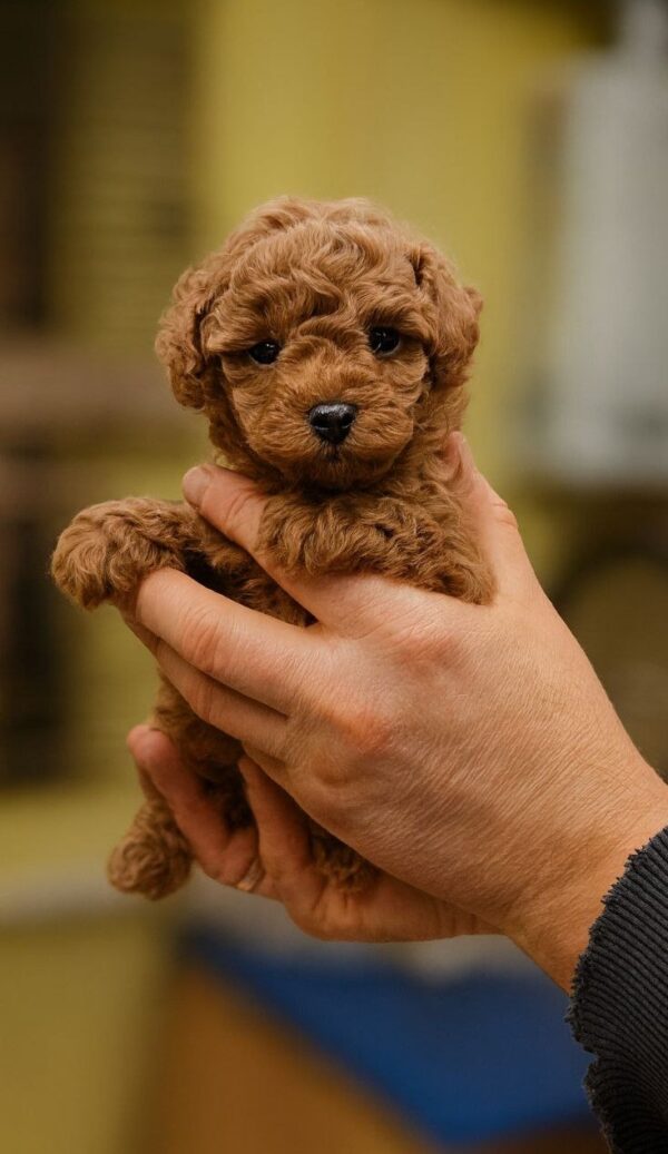 Hillary Toy Poodle Hillary Toy Poodle