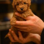 Hillary-female-Toy-Poodle-puppy-for-sale-2
