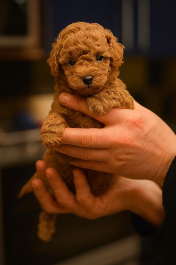 Hillary Toy Poodle Hillary Toy Poodle