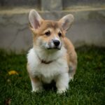 Hogan-male-Welsh-Corgi-puppy-for-sale-1