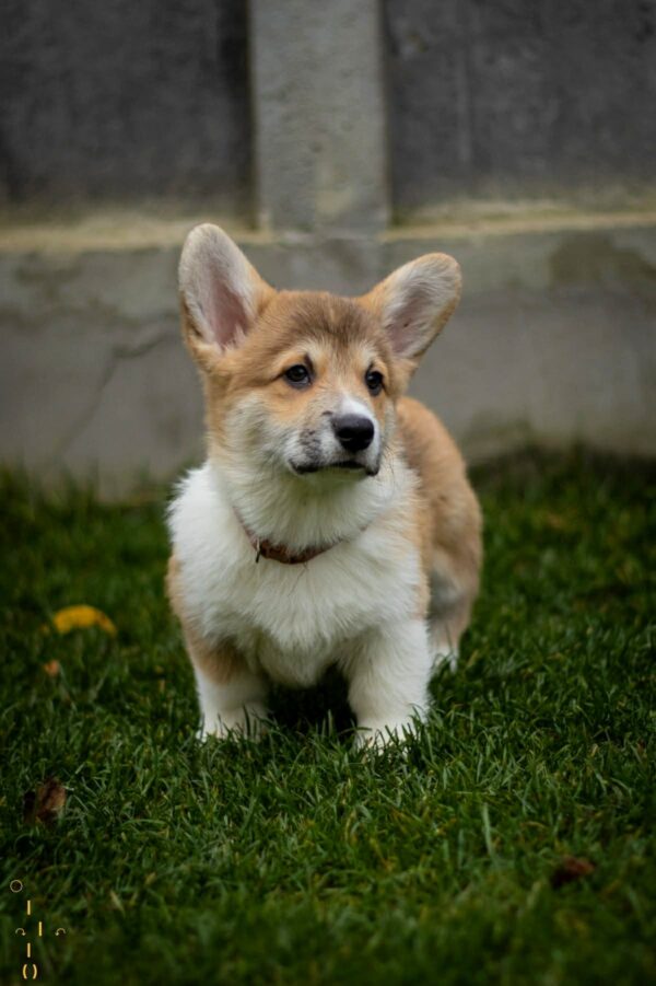Hogan Welsh Corgi Hogan Welsh Corgi