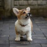 Hogan-male-Welsh-Corgi-puppy-for-sale-2
