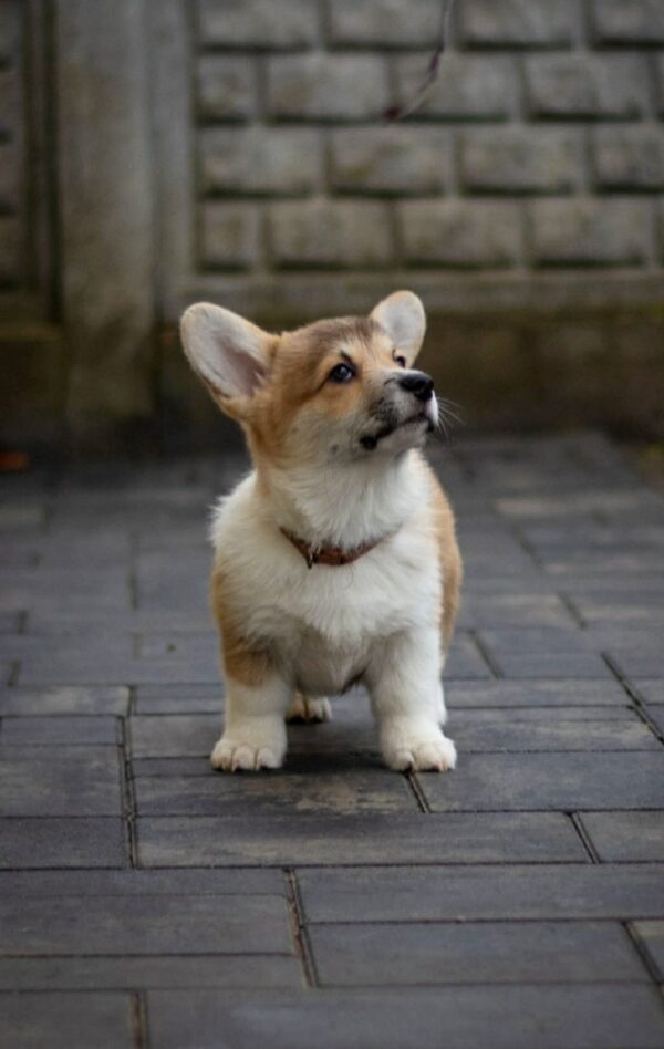 Hogan Welsh Corgi Hogan Welsh Corgi