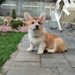 Hogan-male-Welsh-Corgi-puppy-for-sale-3