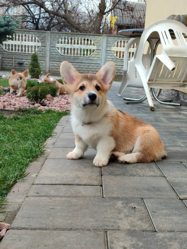 Hogan Welsh Corgi Hogan Welsh Corgi