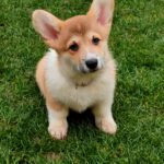Hogan-male-Welsh-Corgi-puppy-for-sale-4