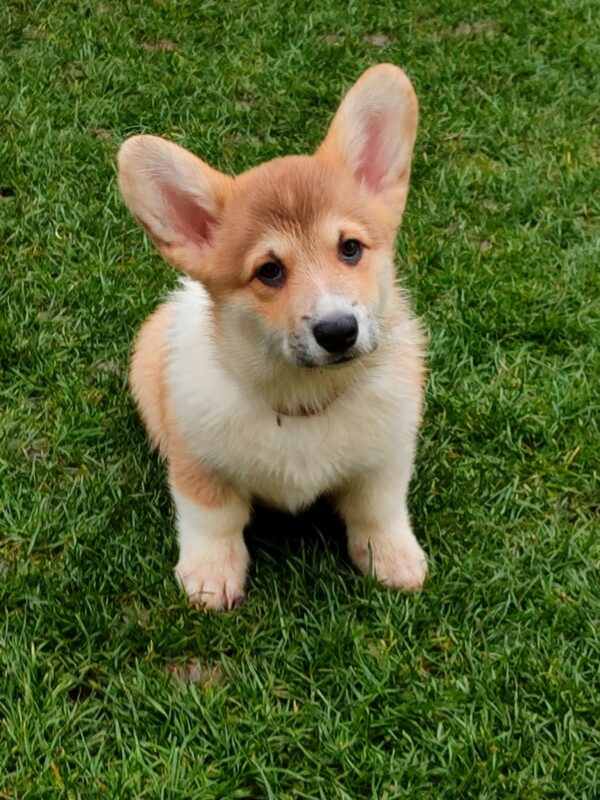 Hogan Welsh Corgi Hogan Welsh Corgi