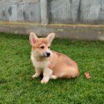 Hogan-male-Welsh-Corgi-puppy-for-sale-5