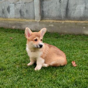 Hogan Welsh Corgi Hogan Welsh Corgi