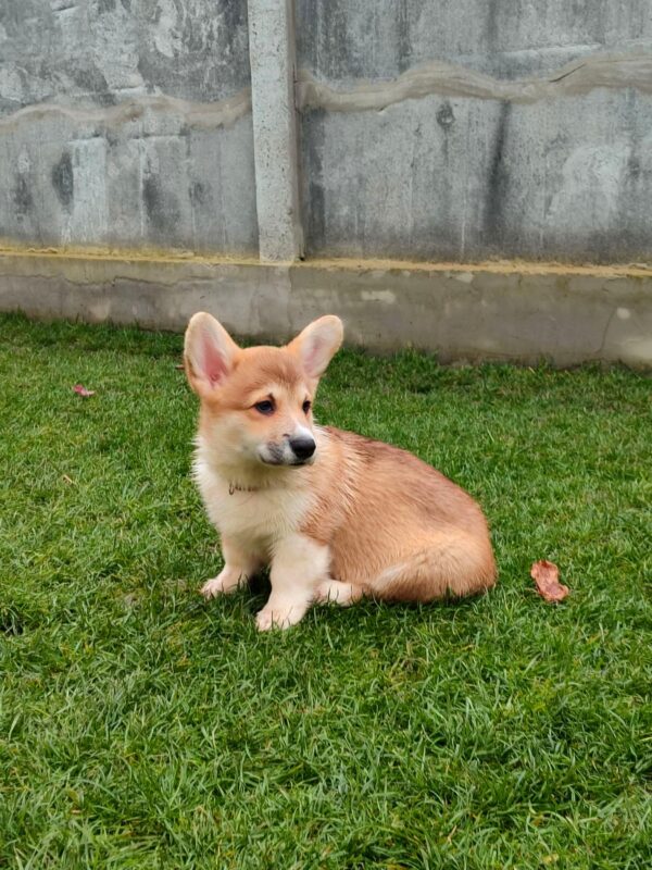 Hogan Welsh Corgi Hogan Welsh Corgi