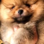 Holly-female-Pomeranian puppy-for-sale-1