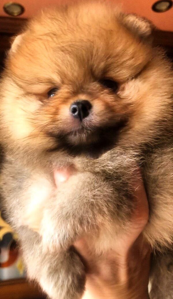 Holly Pomeranian Holly Pomeranian