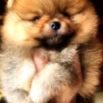 Holly-female-Pomeranian puppy-for-sale-2