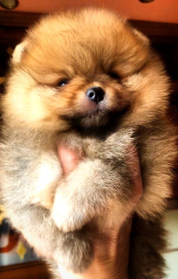 Holly Pomeranian Holly Pomeranian