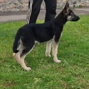 Honey East-European Shepherd Honey East-European Shepherd