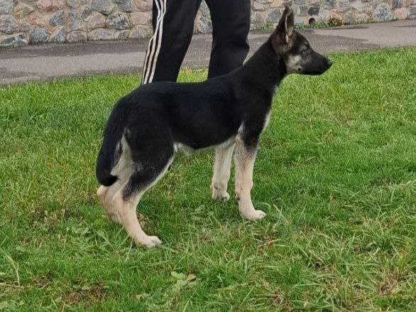 Honey East-European Shepherd Honey East-European Shepherd