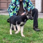 Honey-female-EES-puppy-for-sale-2