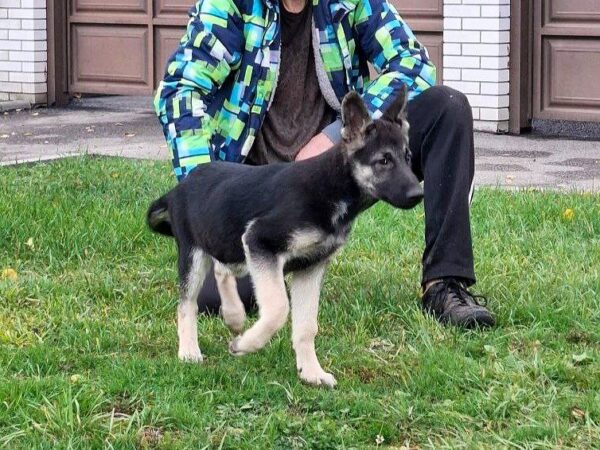 Honey East-European Shepherd Honey East-European Shepherd