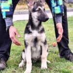 Horand-male-EES-puppy-for-sale-1