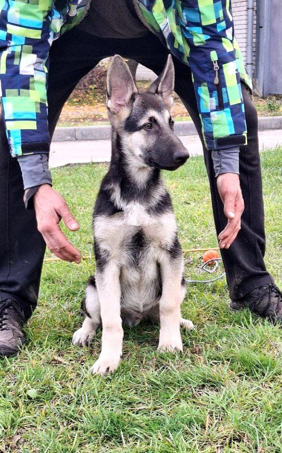 Horand East-European Shepherd Horand East-European Shepherd