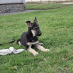 Hugo-male-EES-puppy-for-sale-1