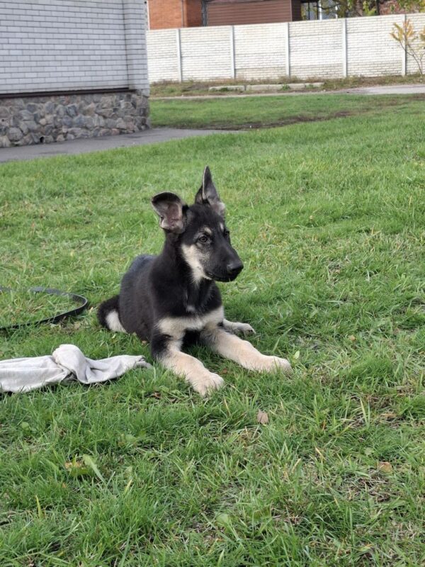 Hugo East-European Shepherd Hugo East-European Shepherd