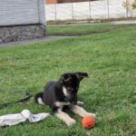 Hugo-male-EES-puppy-for-sale-2