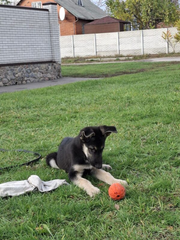 Hugo East-European Shepherd Hugo East-European Shepherd