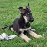 Hugo-male-EES-puppy-for-sale-3