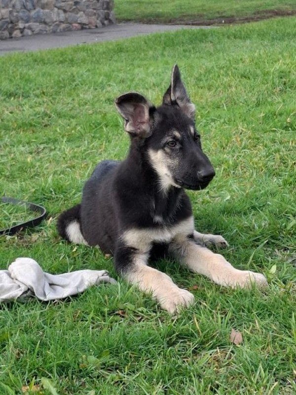 Hugo East-European Shepherd Hugo East-European Shepherd