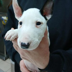 Ice Miniature Bull Terrier