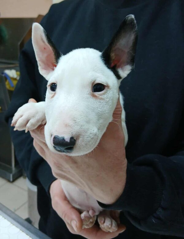 Ice Miniature Bull Terrier Ice Miniature Bull Terrier
