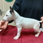 Ice-male-miniature-bull-terrier-puppy-for-sale-1 (2)