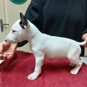 Ice Miniature Bull Terrier