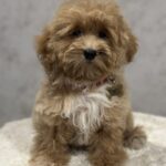 Idgie-female-maltipoo-puppy-for-sale-1 (1)