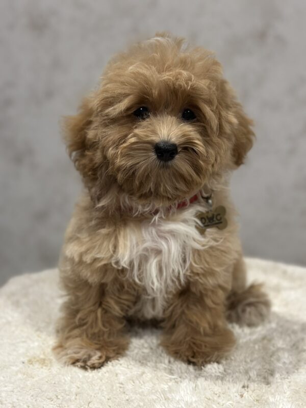 Idgie Maltipoo