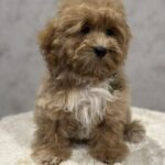 Idgie-female-maltipoo-puppy-for-sale-1 (3)