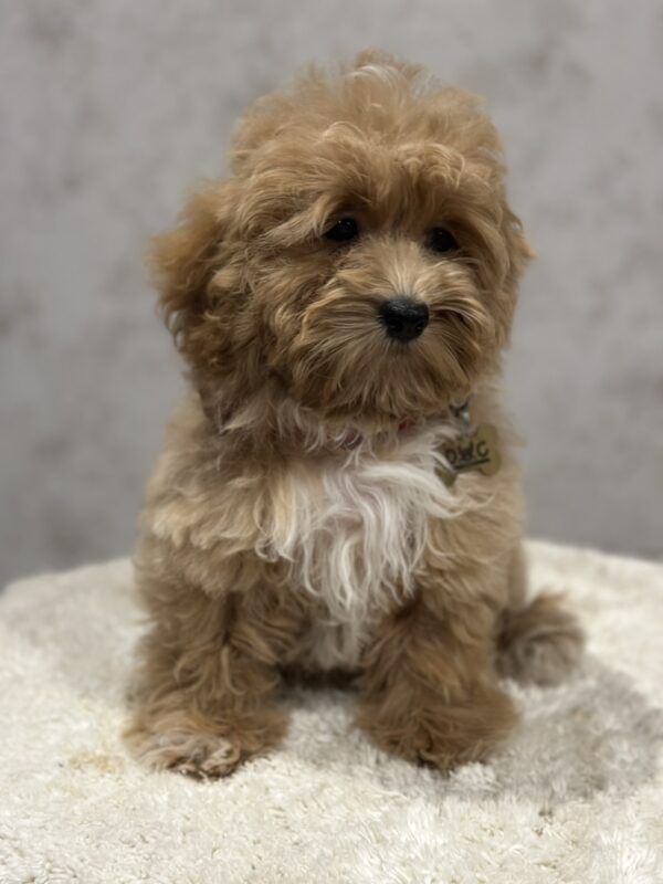 Idgie Maltipoo