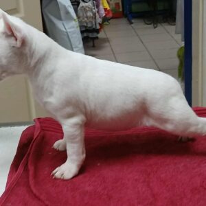 Isabella Miniature Bull Terrier