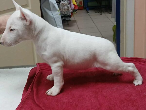 Isabella Miniature Bull Terrier Isabella Miniature Bull Terrier