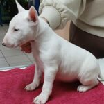 Isabella-female-miniature-bull-terrier-puppy-for-sale-1 (2)