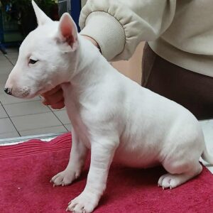 Isabella Miniature Bull Terrier