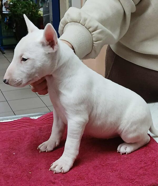 Isabella Miniature Bull Terrier Isabella Miniature Bull Terrier