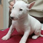 Isabella-female-miniature-bull-terrier-puppy-for-sale-1 (3)