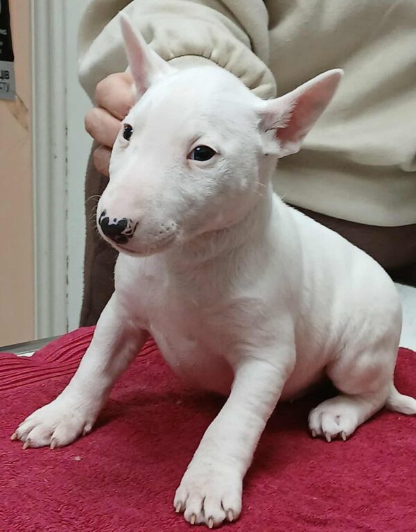 Isabella Miniature Bull Terrier Isabella Miniature Bull Terrier