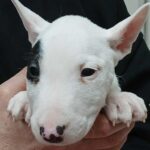 Ivy-female-miniature-bull-terrier-puppy-for-sale-1 (1)