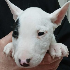 Ivy Miniature Bull Terrier