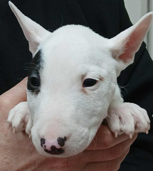 Ivy Miniature Bull Terrier Ivy Miniature Bull Terrier